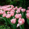 Tulipa 'Angelique' - Tulp 'Angelique'